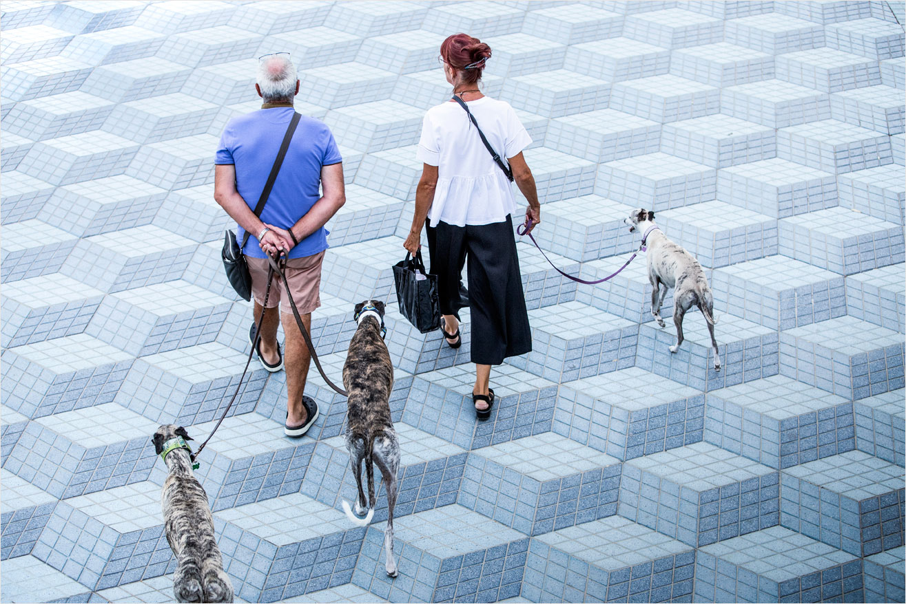 Senior-couple-walking-their-dogs