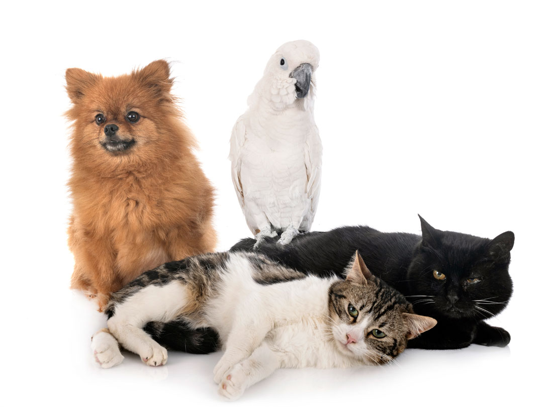 Stray cats, a spitz, and a cockatoo