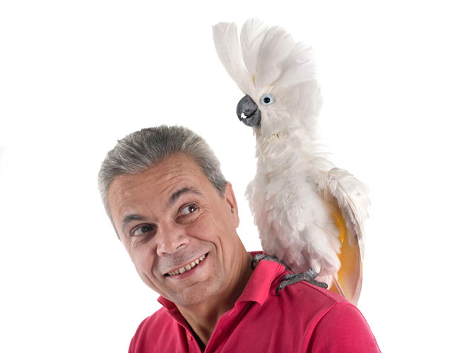 White cockatoo on a man's shoulder