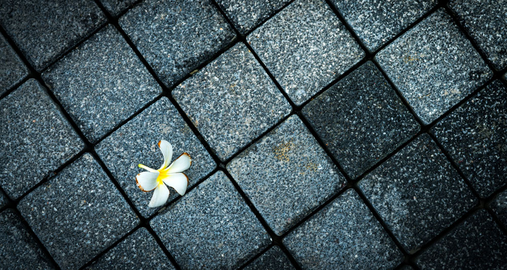 Flower on the ground